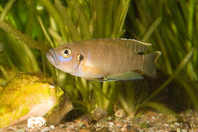 FH_CI_TA_3216(Neolamprologus brevis).jpg